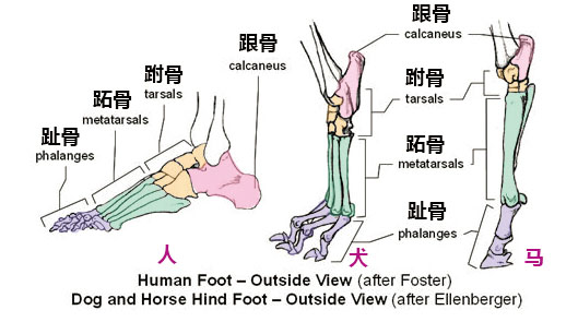 脚的体块结构图图片